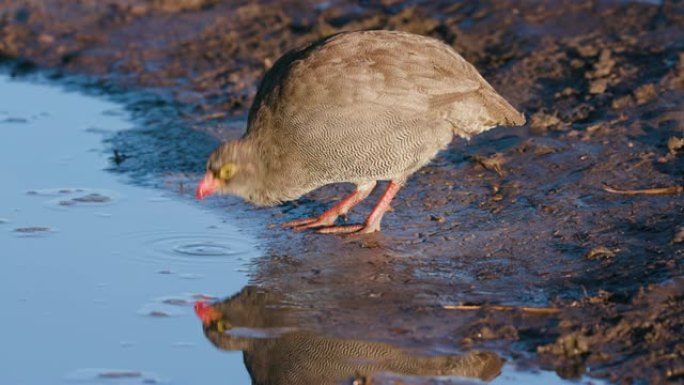 在博茨瓦纳的水坑里，红嘴珍珠鸡喝水的4K画面