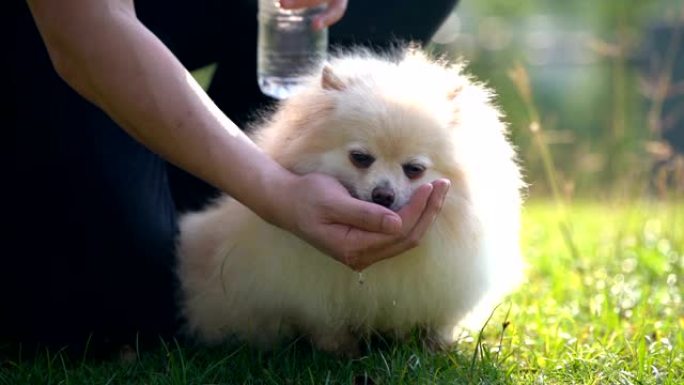 SLO MO Pomeranian狗从主人手中喝水
