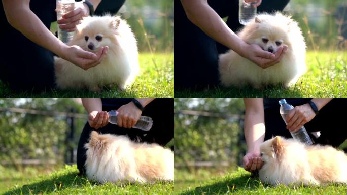 SLO MO Pomeranian狗从主人手中喝水