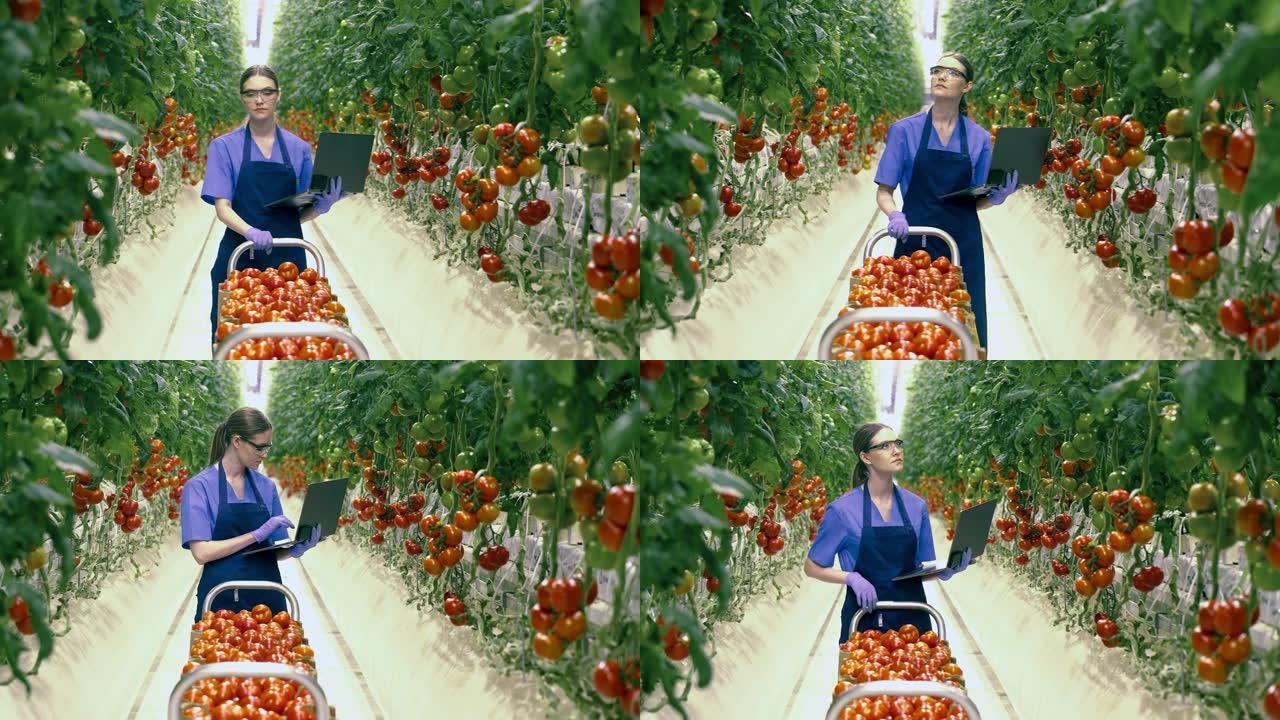 手提电脑的女工正在绿化场运送西红柿