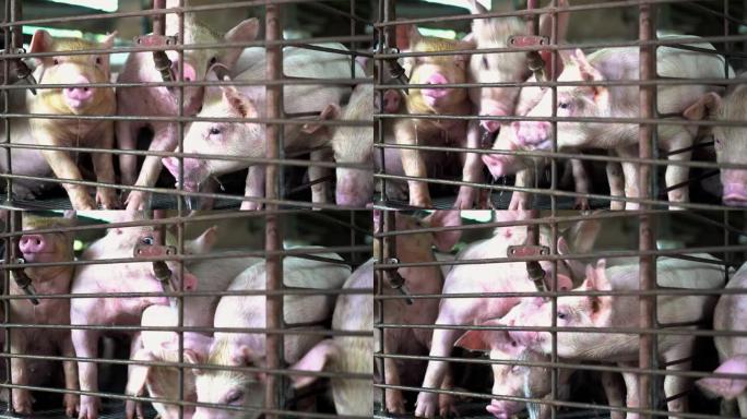 4k镜头场景特写猪脸从工厂养猪场自来水饮用水，牲畜和家畜概念