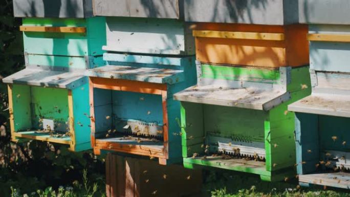 慢动作关闭本地蜜蜂，使蜂巢在五颜六色的蜂巢中繁殖和提取蜂蜜。