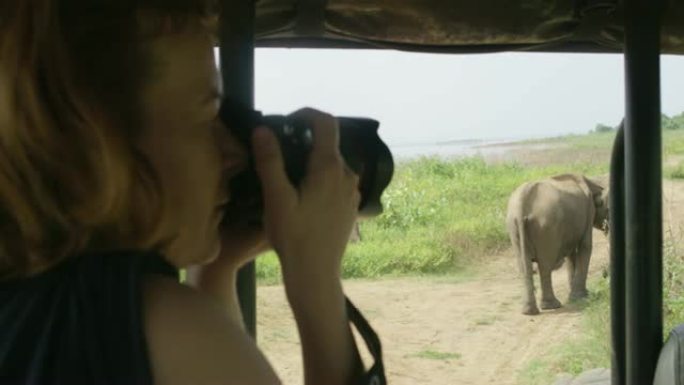 女士用相机拍摄斯里兰卡野生动物园的大象
