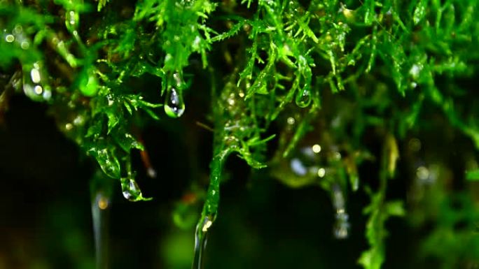 绿色苔藓上的水滴户外
