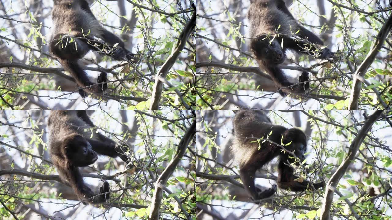 4k野生吼猴在哥斯达黎加雨林中觅食树叶。