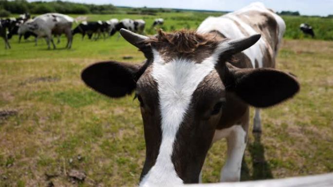 奶牛在草地上放牧畜牧业养殖业食品