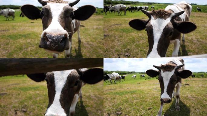 奶牛在草地上放牧畜牧业养殖业食品