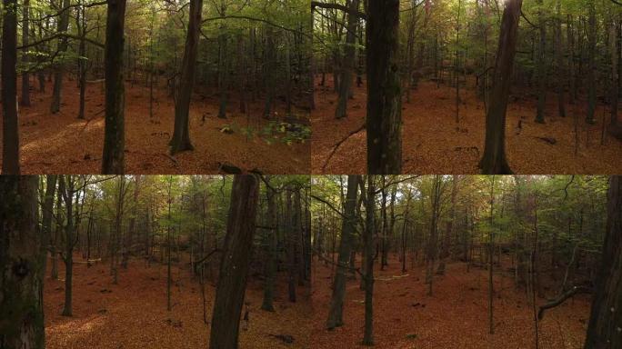 秋天美丽的瑞典森林