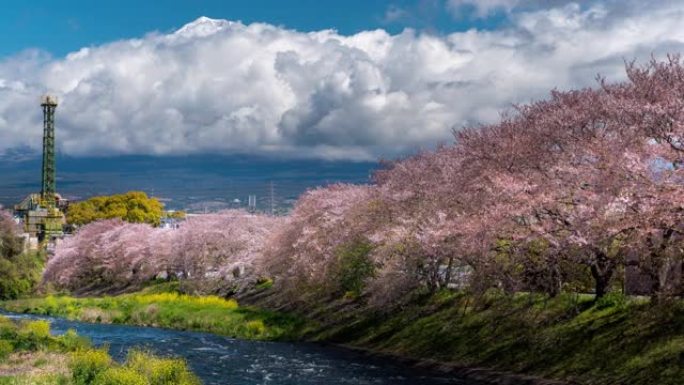 日本富士山樱花盛开，延时运动