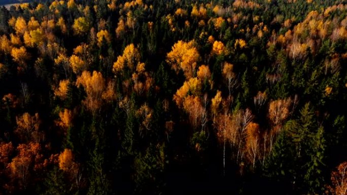 在晴朗的晴天，无人机在树梢上倾斜，在黄色和绿色的树木上飞越大气的秋天森林。