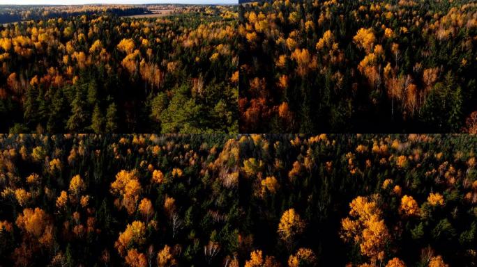 在晴朗的晴天，无人机在树梢上倾斜，在黄色和绿色的树木上飞越大气的秋天森林。