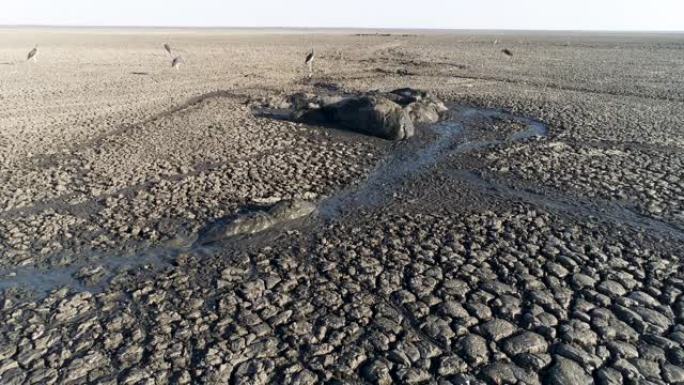 由于干旱和气候变化，博茨瓦纳奥卡万戈三角洲，一只小河马在干燥的恩加米湖剩余的浓泥中挣扎着跟随母亲的空