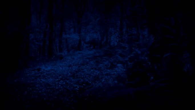 夜间空旷的林地小径