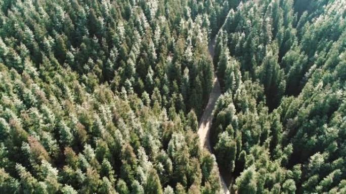 空中拍摄山间有小路的松树森林