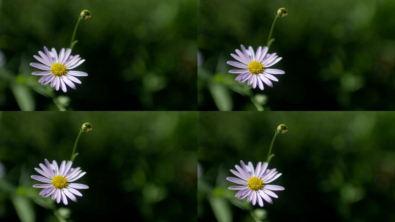 大自然中绿色背景的紫色花