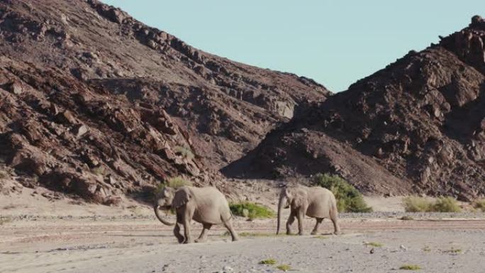 纳米比亚纳米布沙漠Hoanib山谷中行走的两只沙漠大象的4k视图