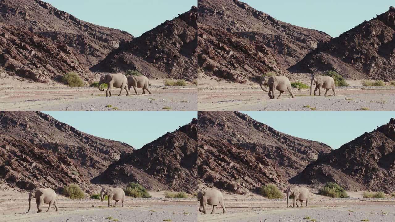 纳米比亚纳米布沙漠Hoanib山谷中行走的两只沙漠大象的4k视图