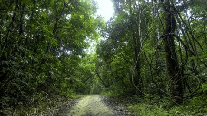 摄像机沿着雨林中的道路移动。考索克国家公园，泰国