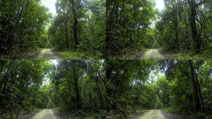 摄像机沿着雨林中的道路移动。考索克国家公园，泰国