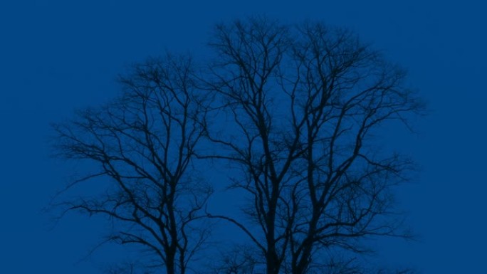 光秃秃的树木在晚上摇摆