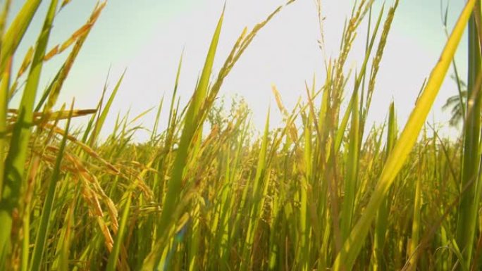 傍晚时分，亚洲自然稻田的4k镜头