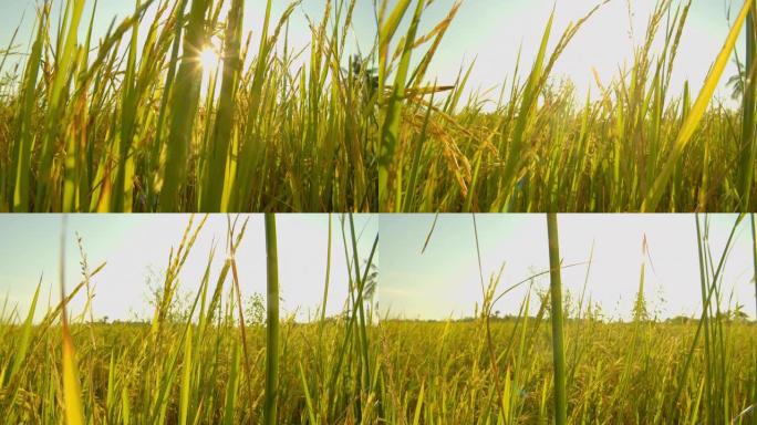 傍晚时分，亚洲自然稻田的4k镜头
