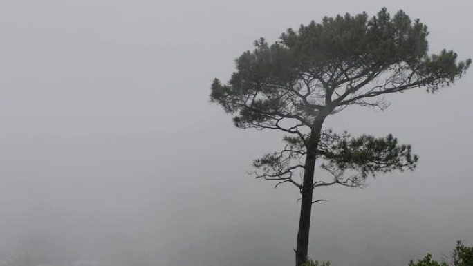 暴风雨，风在吹疾风骤雨狂风大作狂风暴雨