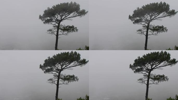 暴风雨，风在吹疾风骤雨狂风大作狂风暴雨