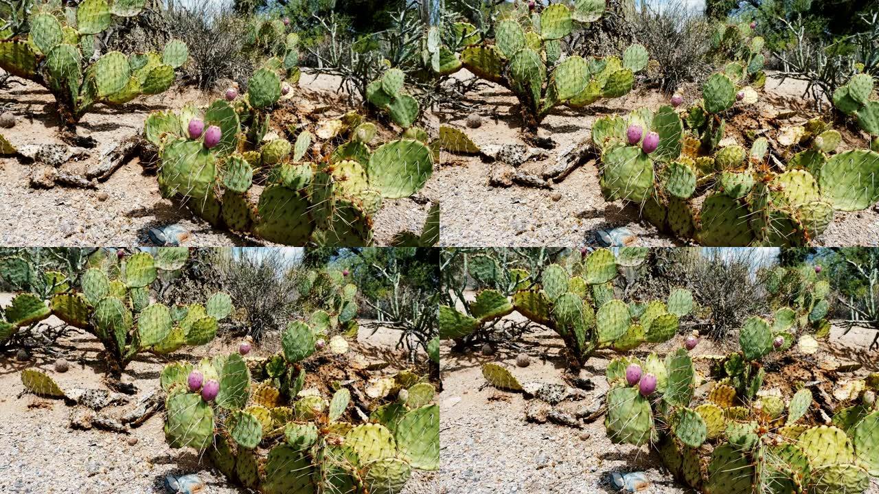 美丽的特写镜头，盛开的紫色刺梨仙人掌生长在夏季亚利桑那州国家公园沙漠，美国。