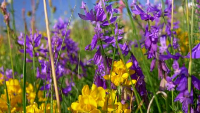 在鲜艳的黄色和紫色美丽的野花和绿草之间移动夏季草地。UHD
