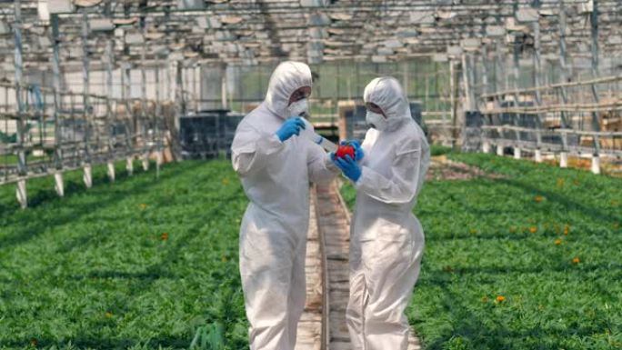 两名农艺师正在用杀虫剂抽胡椒。食物概念中的毒药、杀虫剂。
