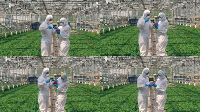两名农艺师正在用杀虫剂抽胡椒。食物概念中的毒药、杀虫剂。