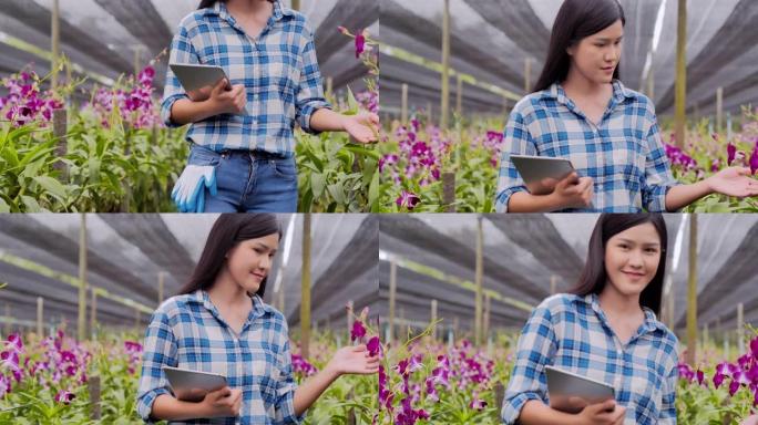 年轻的少女使用数字平板电脑在她的花园中收获兰花。农业，园艺，农业，收获和人的概念，有机农业，植物护理