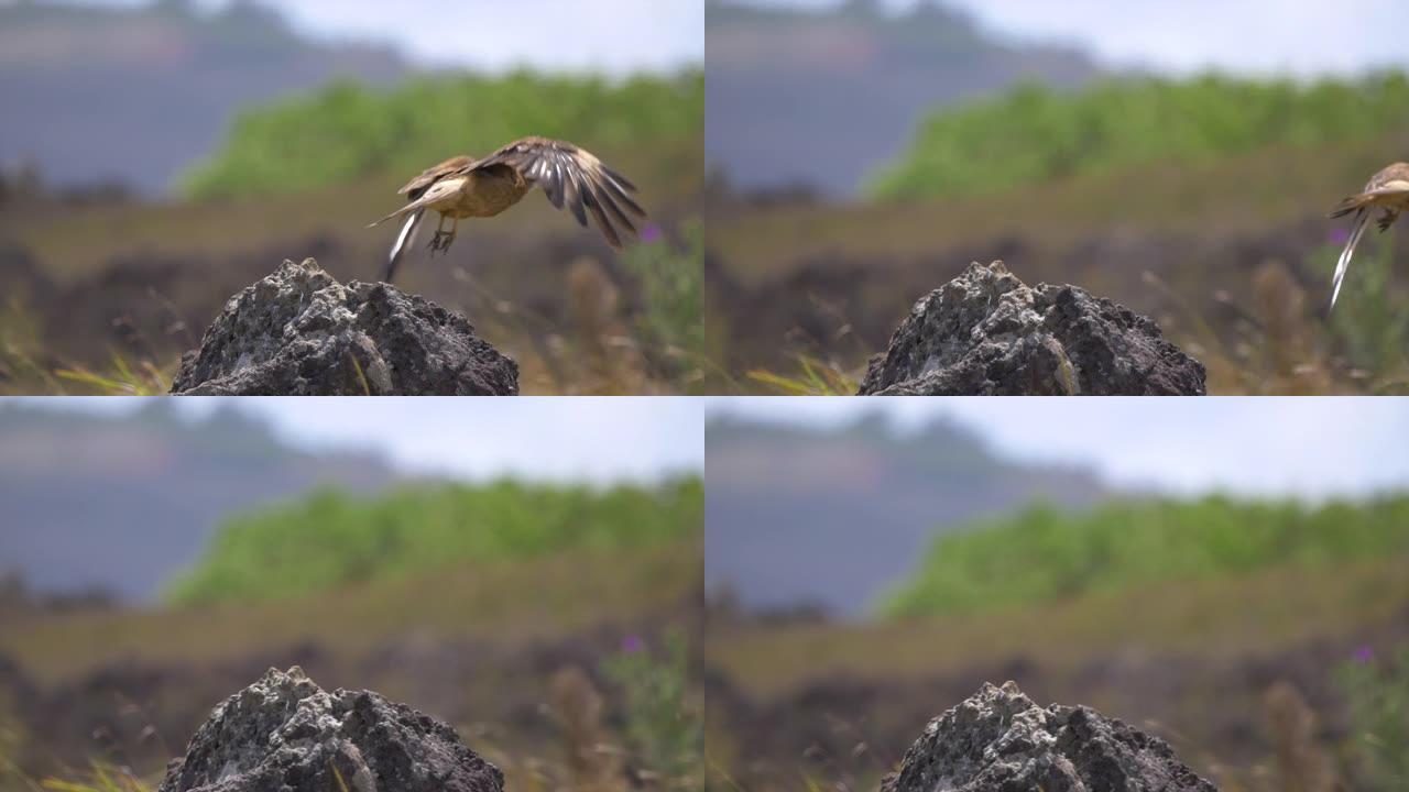 特写: 雄伟的猛禽从干旱草原上的一块岩石上起飞。