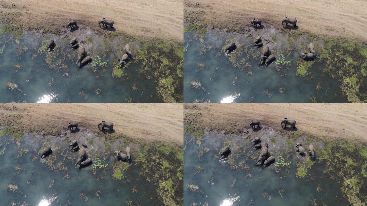 4k高鸟瞰图，一群繁殖的大象在津巴布韦的河流中喝酒和洗泥