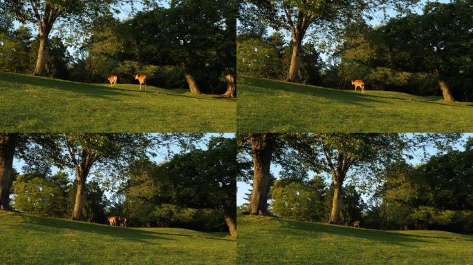 两只鹿在阳光明媚的森林中奔跑，4k