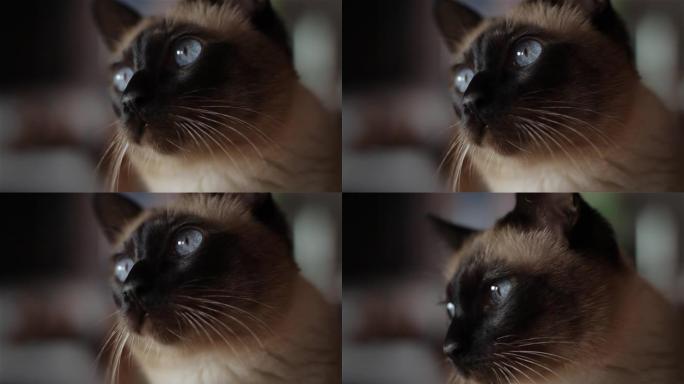 纯种的暹罗猫，有着明亮的蓝色眼睛。特写。