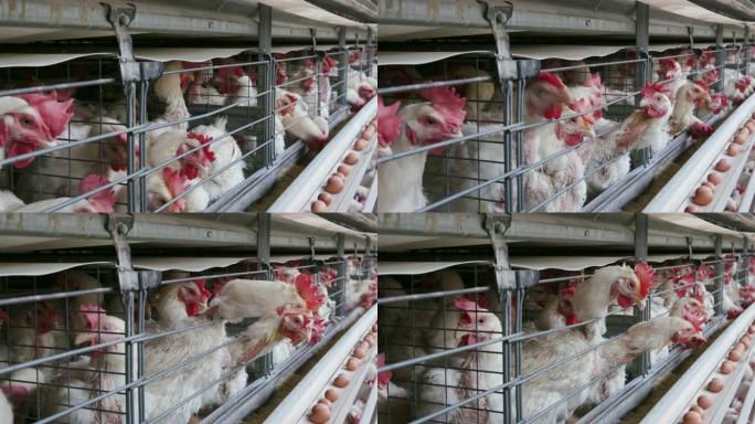 大型产卵生产农场中抽筋鸡的4k特写静态视图，鸡蛋沿传送带移动