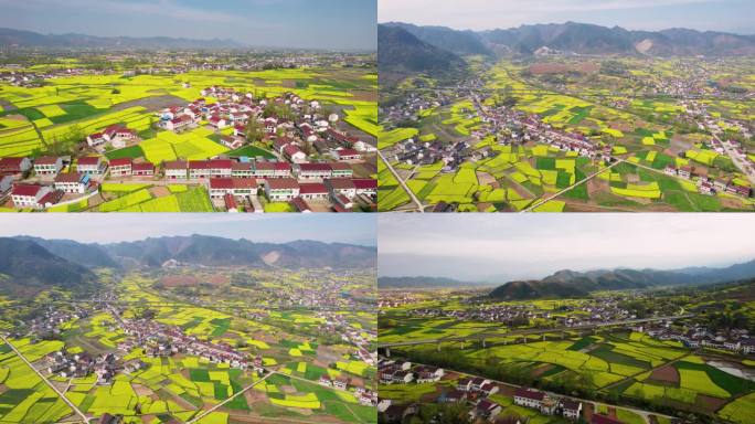 航拍乡村油菜花风景