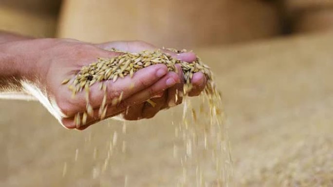 用小麦收割人的手庄稼种植小麦丰收五谷杂粮