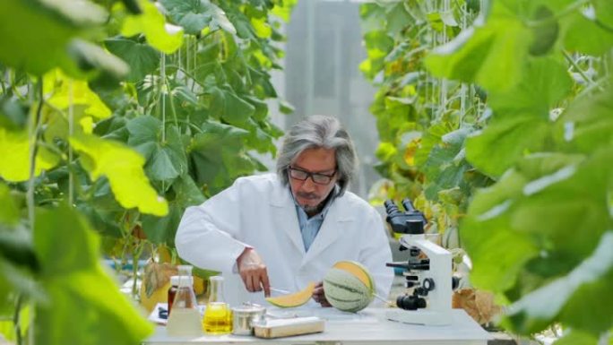 白大衣高级农艺师在温室中监督幼苗的生长。植物护理和保护概念.行业4.0