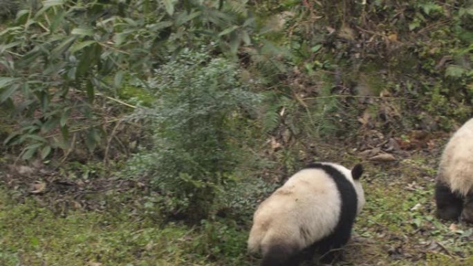 可爱的大熊猫熊在中国