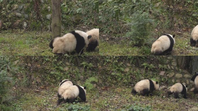 可爱的大熊猫熊在中国