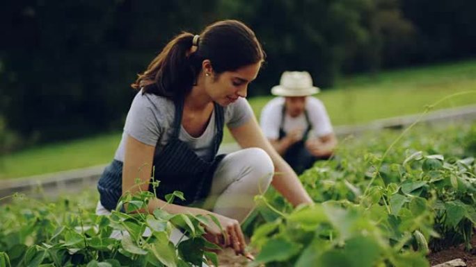 善良是绿色的外国人种菜农田丰收农业