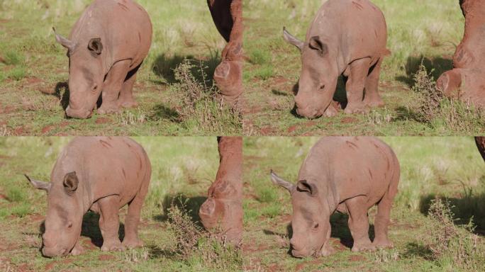 在丛林中放牧的可爱的白犀牛小牛的特写镜头