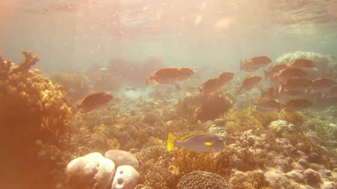 这是一所你只能在水下找到的学校