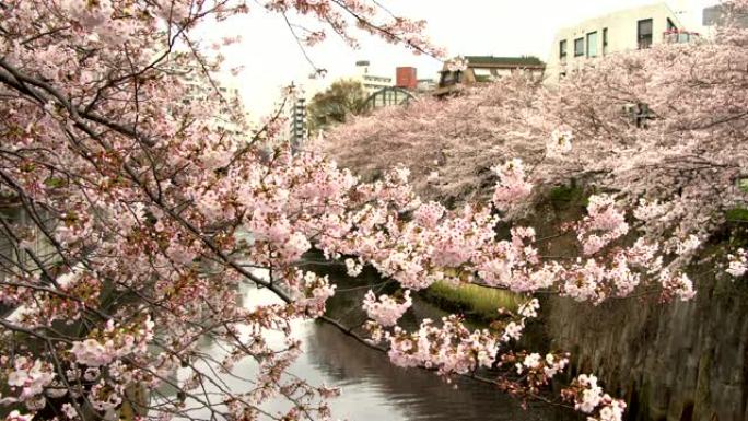 日本东京目黑河的樱花