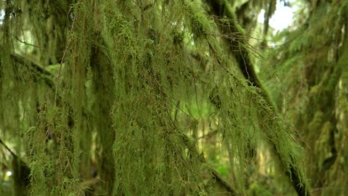 特写，dop: 绿色苔藓覆盖了Hoh雨林中的树枝和树干。