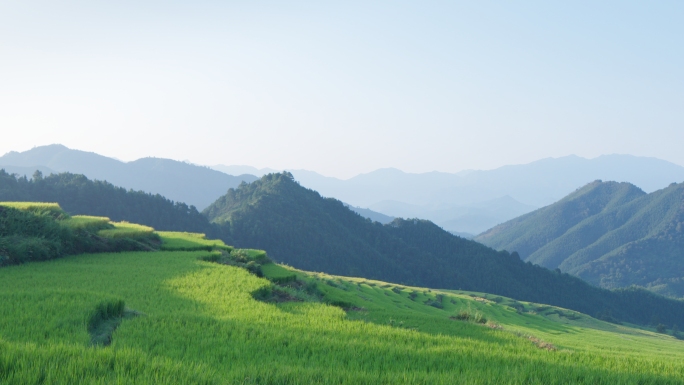 4k美丽田野风景  乡村振兴 大美梯田