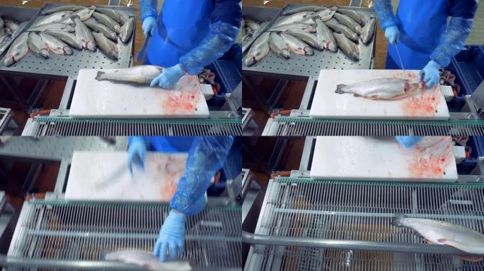 生鲑鱼的头被工厂工人切碎